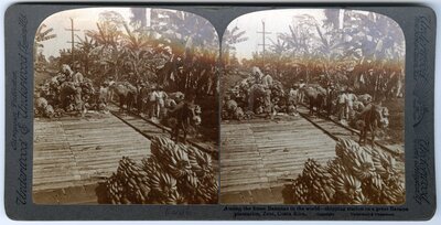 "Among the finest Bananas in the world—shipping station on a great Banana plantation, Zent, Costa Rica"