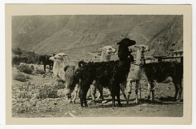 “Llamas in the mountains at one of the large copper smelters”